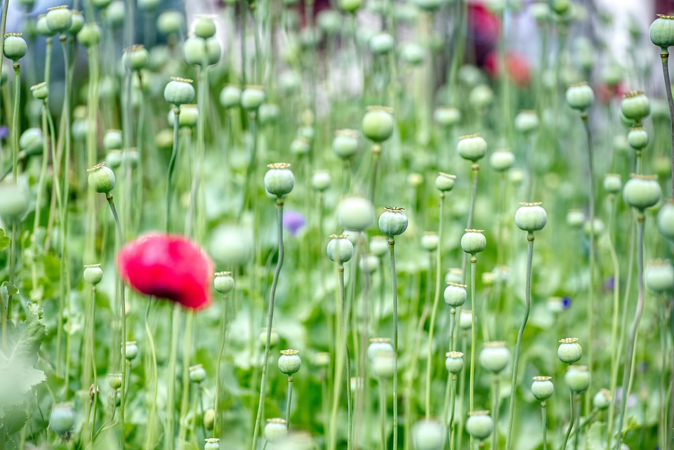 Latest Google Recruitment 2024 For Various Job Roles