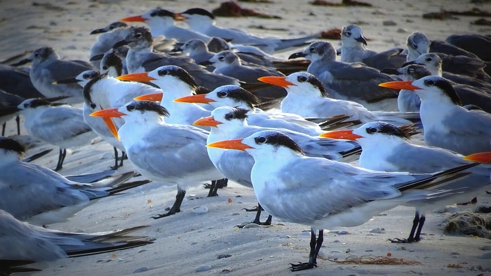 Join Cisco as a Non-Technical Graduate Apprentice - B.Com/BBA/BA/BBM Graduates