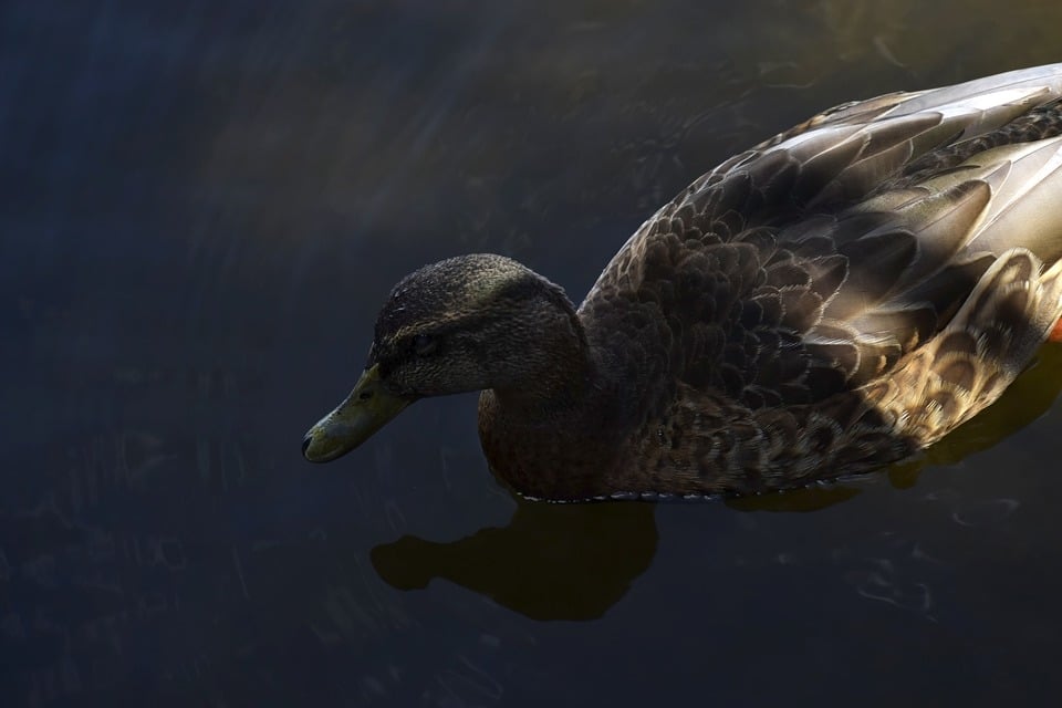 Advance Your Career at Siemens as a Software Engineer (Python Full Stack Developer) - Apply Now!
